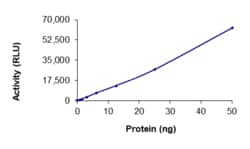 Sino Biological&nbsp;Recombinant Human MATK Protein (Full Length, GST Tag), Active